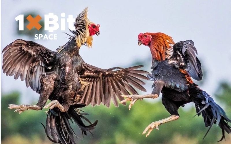 coi đá gà trực tiếp