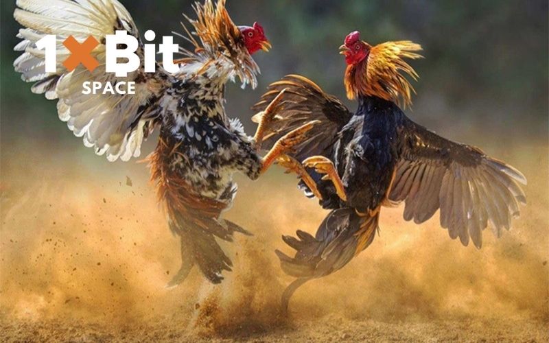 coi đá gà trực tiếp